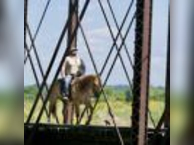 American Quarter Horse Wallach 6 Jahre 152 cm Roan-Red in Carrolton, MO