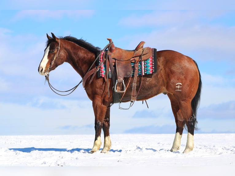 American Quarter Horse Wallach 6 Jahre 152 cm Rotbrauner in Rebersburg
