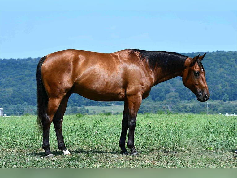 American Quarter Horse Wallach 6 Jahre 152 cm Rotbrauner in Rebersburg