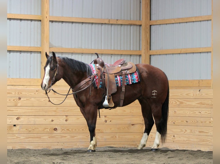 American Quarter Horse Wallach 6 Jahre 152 cm Rotbrauner in Rebersburg