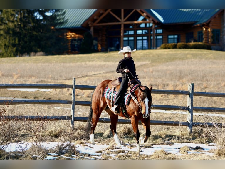 American Quarter Horse Wallach 6 Jahre 152 cm Rotbrauner in Rebersburg