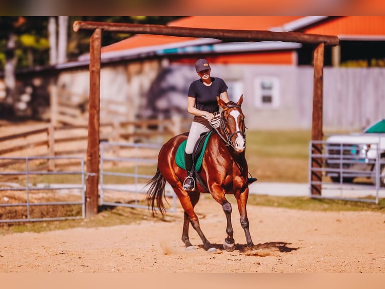 American Quarter Horse Wallach 6 Jahre 152 cm Rotbrauner in Charlotte American Quarter Horse Wallach 6 Jahre 152 cm Rotbrauner in Charlotte
