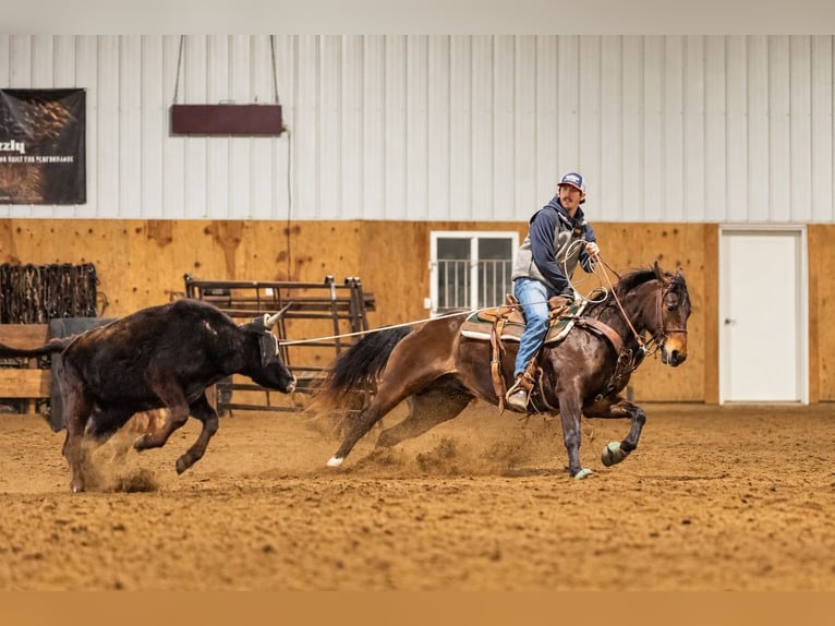 American Quarter Horse Wallach 6 Jahre 152 cm Rotbrauner in Decorah