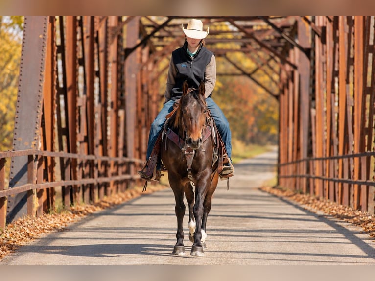 American Quarter Horse Wallach 6 Jahre 152 cm Rotbrauner in Decorah