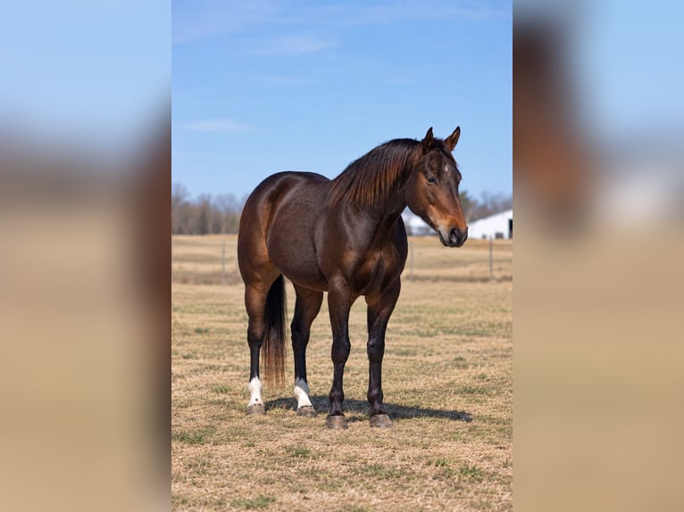 American Quarter Horse Wallach 6 Jahre 152 cm Rotbrauner in Decorah