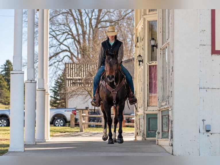 American Quarter Horse Wallach 6 Jahre 152 cm Rotbrauner in Decorah