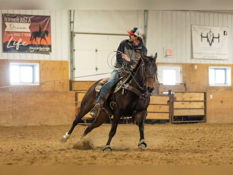 American Quarter Horse Wallach 6 Jahre 152 cm Rotbrauner in Decorah