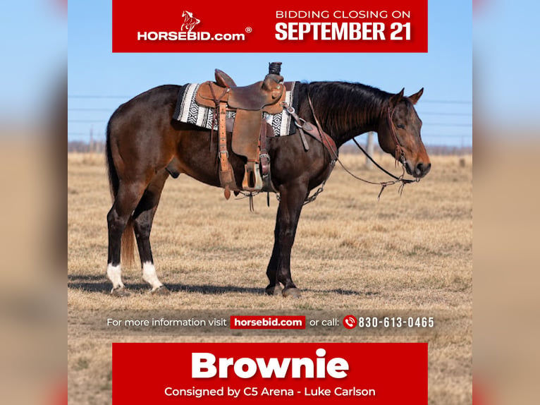 American Quarter Horse Wallach 6 Jahre 152 cm Rotbrauner in Decorah