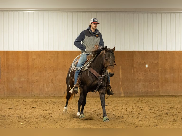 American Quarter Horse Wallach 6 Jahre 152 cm Rotbrauner in Decorah