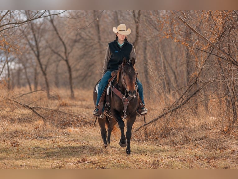 American Quarter Horse Wallach 6 Jahre 152 cm Rotbrauner in Decorah