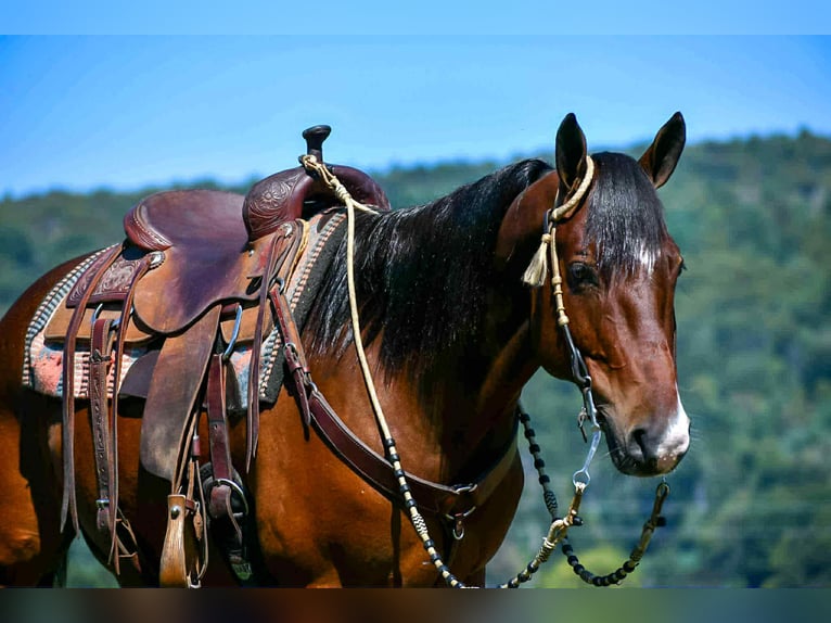 American Quarter Horse Wallach 6 Jahre 152 cm Rotbrauner in Rebersburg