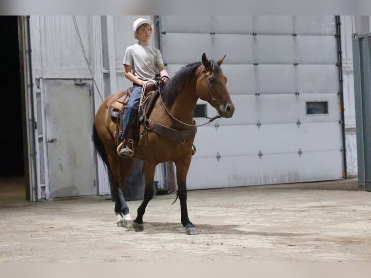 American Quarter Horse Wallach 6 Jahre 152 cm Rotbrauner in Ripley