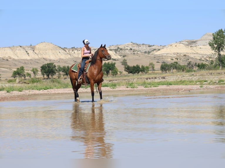 American Quarter Horse Wallach 6 Jahre 152 cm Rotbrauner in Ripley