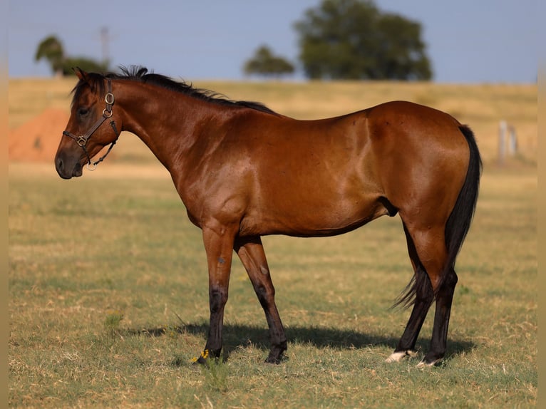 American Quarter Horse Wallach 6 Jahre 152 cm Rotbrauner in Ripley