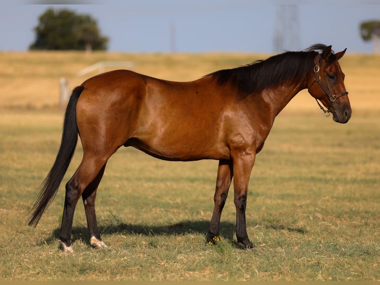 American Quarter Horse Wallach 6 Jahre 152 cm Rotbrauner in Ripley