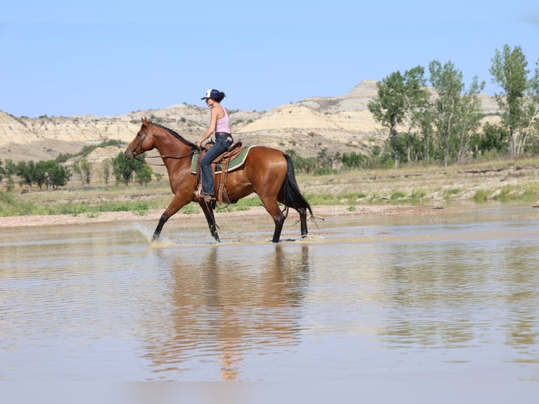 American Quarter Horse Wallach 6 Jahre 152 cm Rotbrauner in Ripley