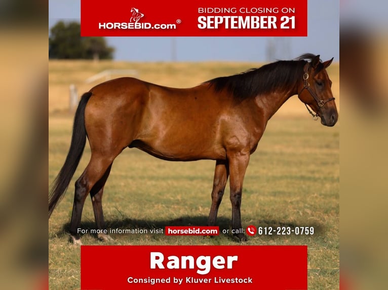 American Quarter Horse Wallach 6 Jahre 152 cm Rotbrauner in Ripley