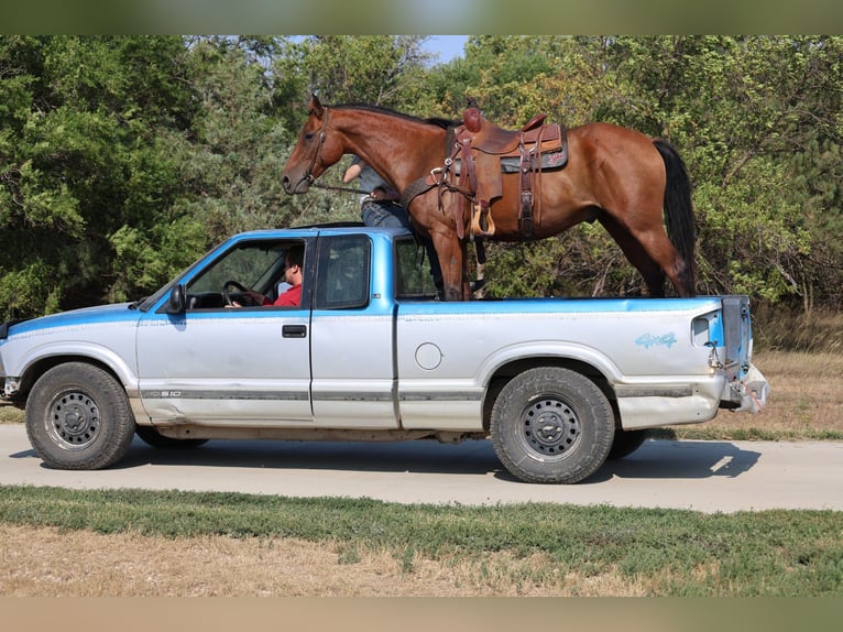 American Quarter Horse Wallach 6 Jahre 152 cm Rotbrauner in Ripley