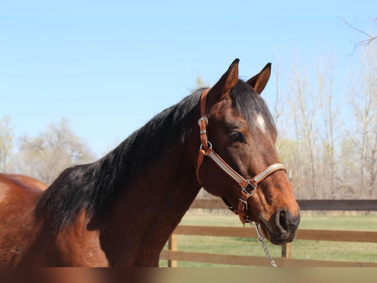 American Quarter Horse Wallach 6 Jahre 152 cm Rotbrauner in Fort Collins CO