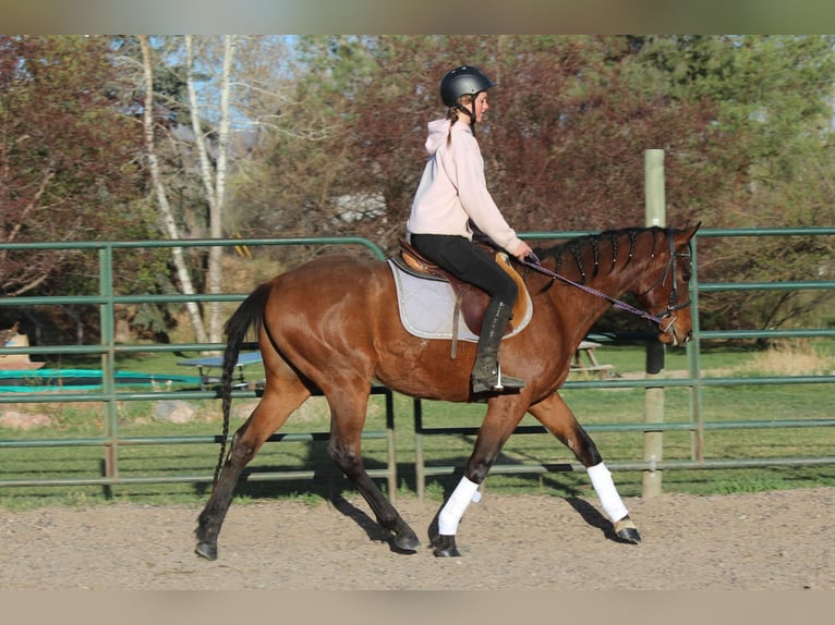 American Quarter Horse Wallach 6 Jahre 152 cm Rotbrauner in Fort Collins CO