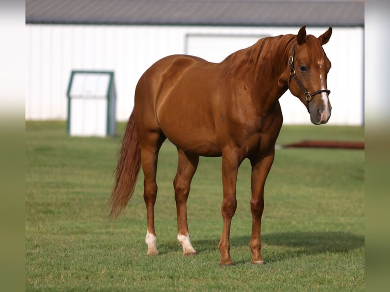 American Quarter Horse Wallach 6 Jahre 152 cm Rotfuchs in Ripley