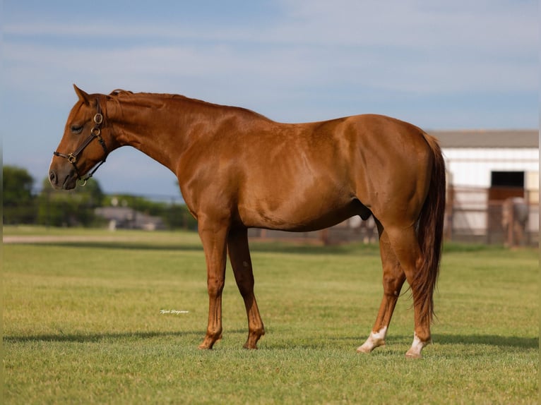 American Quarter Horse Wallach 6 Jahre 152 cm Rotfuchs in Ripley