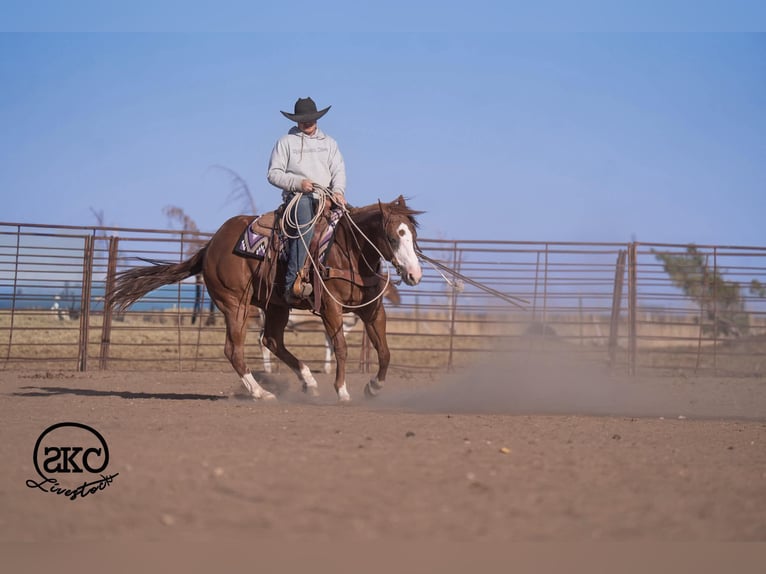 American Quarter Horse Wallach 6 Jahre 152 cm Rotfuchs in Canyon