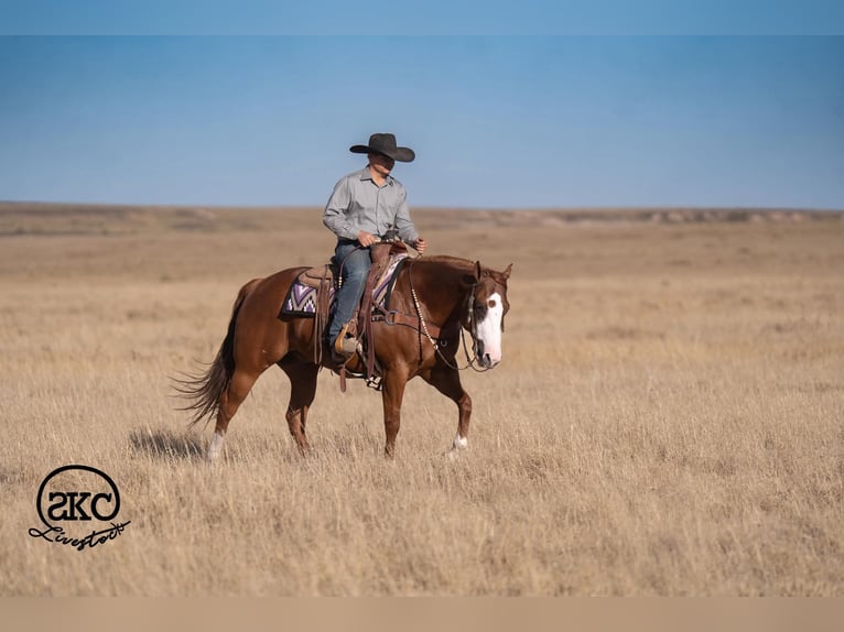 American Quarter Horse Wallach 6 Jahre 152 cm Rotfuchs in Canyon