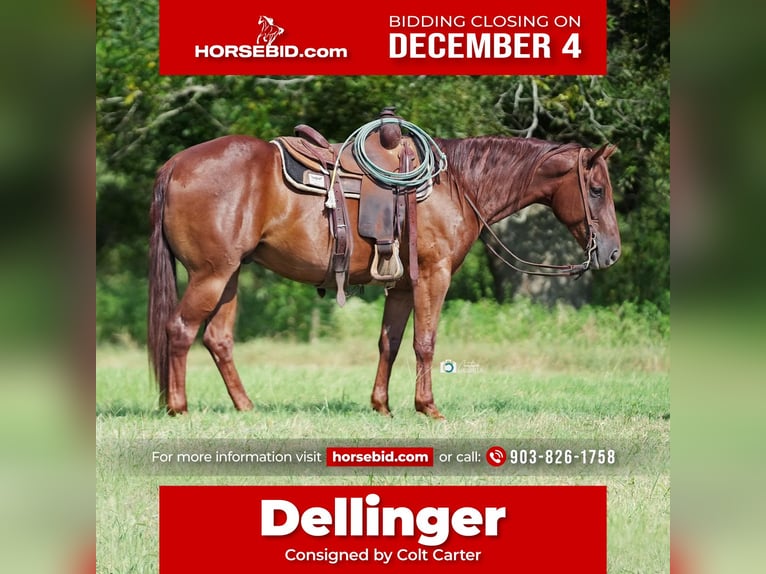 American Quarter Horse Wallach 6 Jahre 152 cm Rotfuchs in De Kalb, TX