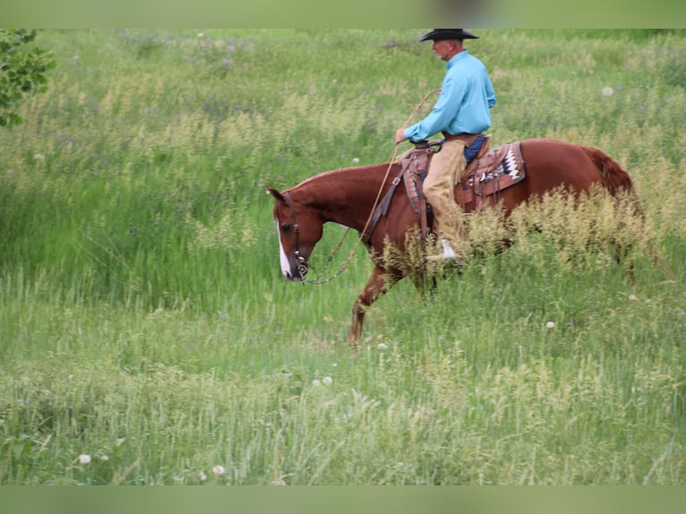 American Quarter Horse Wallach 6 Jahre 152 cm Rotfuchs in Douglas, WY