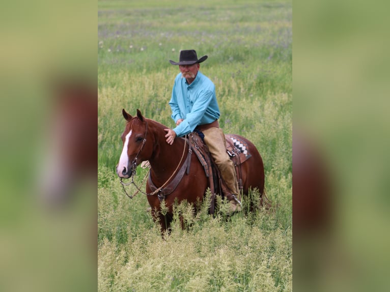 American Quarter Horse Wallach 6 Jahre 152 cm Rotfuchs in Douglas, WY
