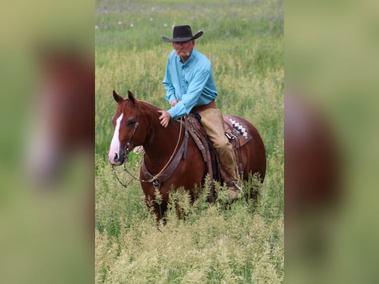 American Quarter Horse Wallach 6 Jahre 152 cm Rotfuchs in Douglas, WY
