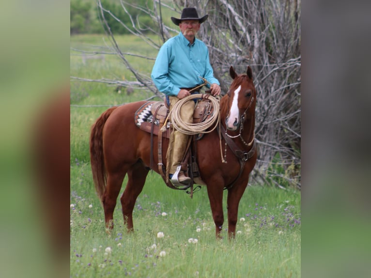 American Quarter Horse Wallach 6 Jahre 152 cm Rotfuchs in Douglas, WY