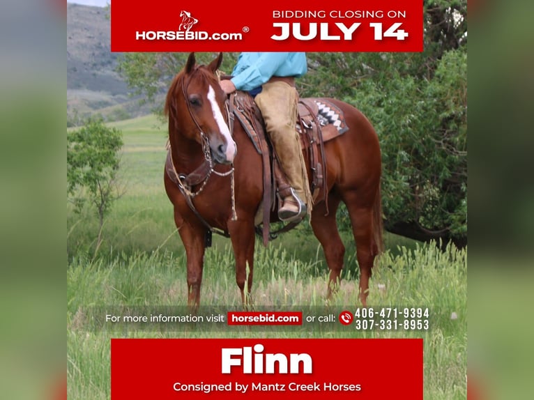 American Quarter Horse Wallach 6 Jahre 152 cm Rotfuchs in Douglas, WY