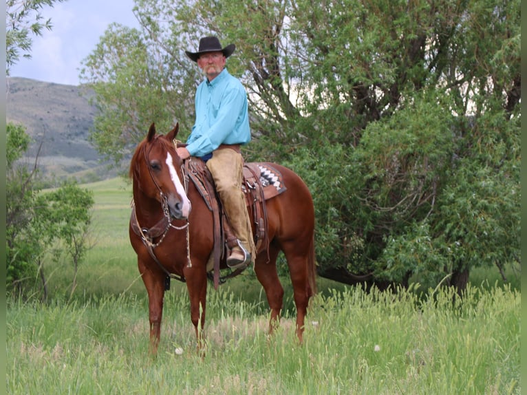 American Quarter Horse Wallach 6 Jahre 152 cm Rotfuchs in Douglas, WY