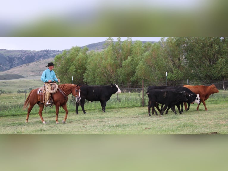 American Quarter Horse Wallach 6 Jahre 152 cm Rotfuchs in Douglas, WY