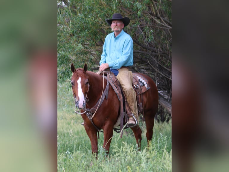 American Quarter Horse Wallach 6 Jahre 152 cm Rotfuchs in Douglas, WY