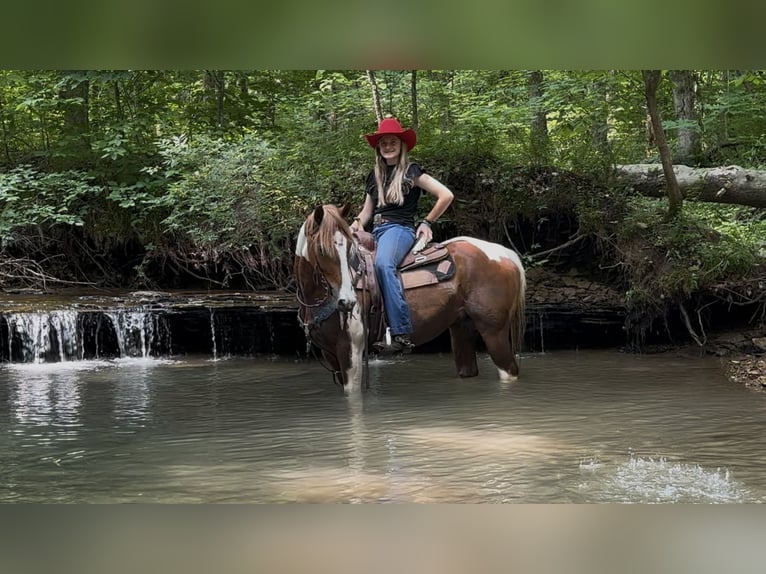 American Quarter Horse Wallach 6 Jahre 152 cm Rotfuchs in Douglas, WY