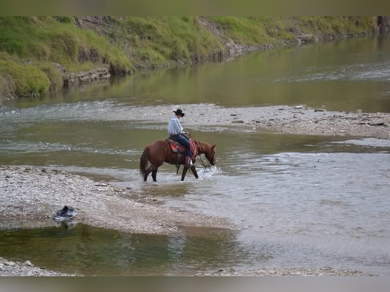 American Quarter Horse Wallach 6 Jahre 152 cm Rotfuchs in Salado