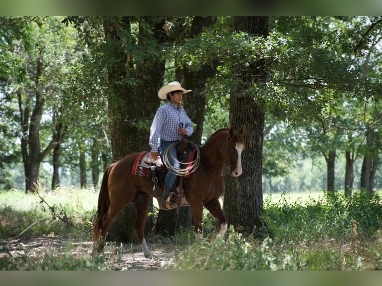 American Quarter Horse Wallach 6 Jahre 152 cm Rotfuchs in Sulphur Springs