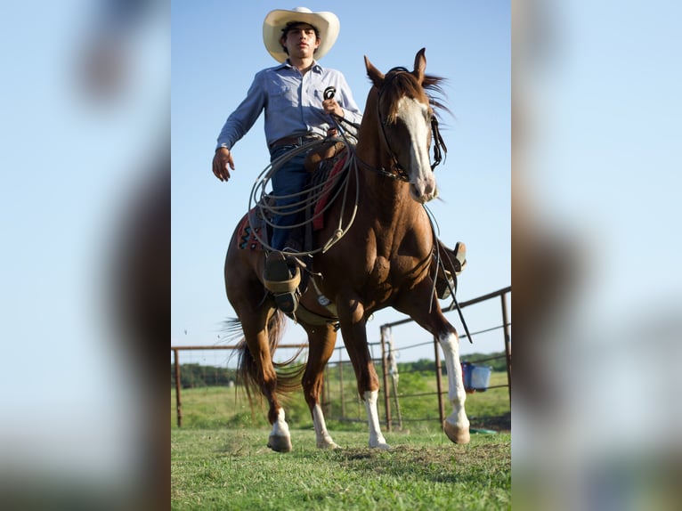 American Quarter Horse Wallach 6 Jahre 152 cm Rotfuchs in Sulphur Springs