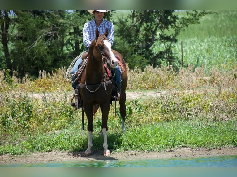 American Quarter Horse Wallach 6 Jahre 152 cm Rotfuchs in Sulphur Springs