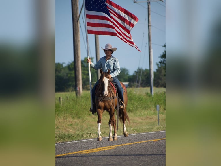 American Quarter Horse Wallach 6 Jahre 152 cm Rotfuchs in Sulphur Springs