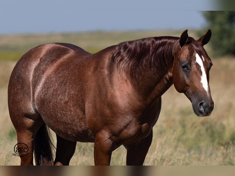 American Quarter Horse Wallach 6 Jahre 152 cm Rotfuchs in Canyon