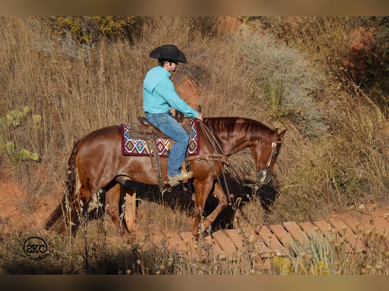 American Quarter Horse Wallach 6 Jahre 152 cm Rotfuchs in Canyon