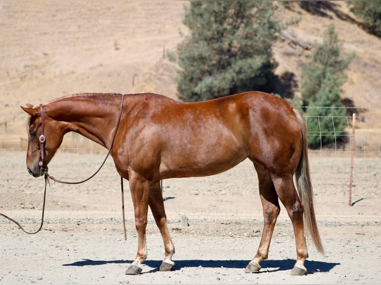 American Quarter Horse Wallach 6 Jahre 152 cm Rotfuchs in Bitterwater CA
