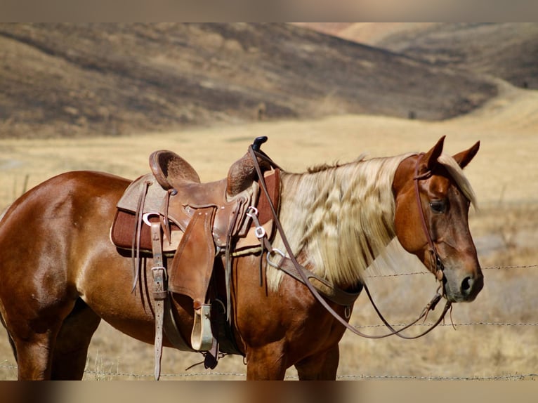 American Quarter Horse Wallach 6 Jahre 152 cm Rotfuchs in Bitterwater CA