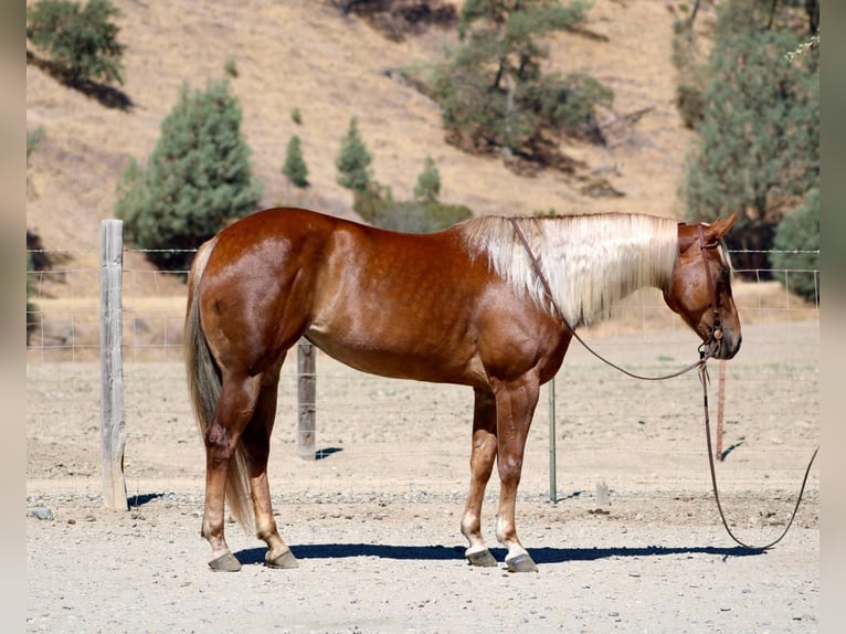 American Quarter Horse Wallach 6 Jahre 152 cm Rotfuchs in Bitterwater CA