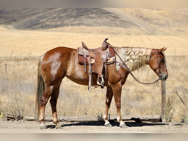 American Quarter Horse Wallach 6 Jahre 152 cm Rotfuchs in Bitterwater CA