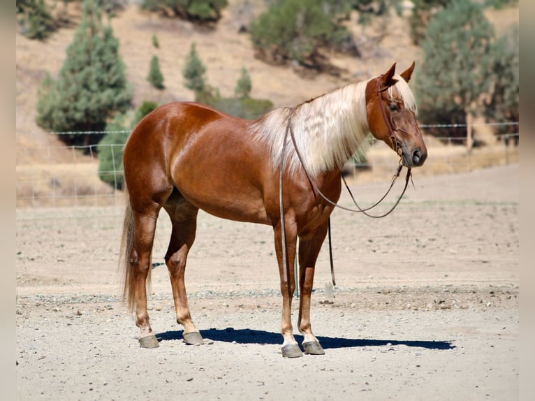 American Quarter Horse Wallach 6 Jahre 152 cm Rotfuchs in Bitterwater CA